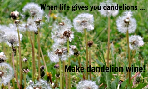 Dandelion W(h)ine