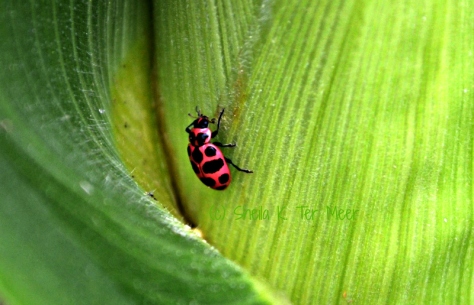 Corn beetle